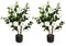2pcs 38" Artificial Camellia Tree Flower Plant in Yellow Cement